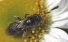 Lasioglossum sp.